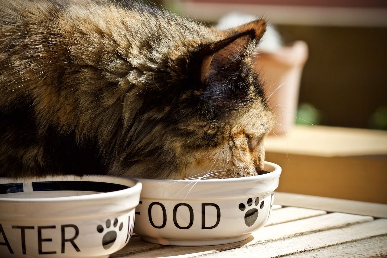 Zbilansowane żywienie kota – jak o nie dbać?